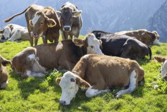 Hornless Allgäu cows, Alpine pasture landscape near Pfronten, Allgäu Alps, Allgäu, Bavaria, Germany