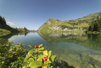 Dwarf whitebeam (Sorbus chamaemespilus), mountain whitebeam on the shore of Seealpsee, behind it