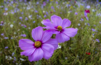 Flower meadow with ornamental basket (Cosmos bipinnatus), Allgäu, Bavaria, Germany