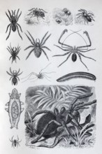 Plate arachnids (Arachnida) and millipedes (Myriapoda), tarantula (Theraposidae), historical book