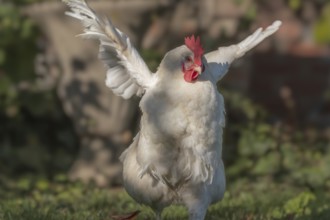 White Hen moves in the garden and spreads its wings. The background has green plants and a peaceful