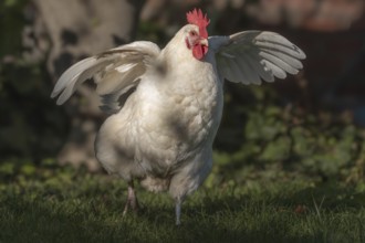 White Hen moves in the garden and spreads its wings. The background has green plants and a peaceful