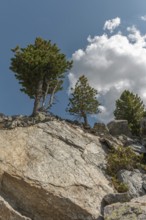 Rocks stand proudly, surrounded by robust trees. The sky is blue with a few white clouds. Beautiful