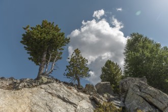 Rocks stand proudly, surrounded by robust trees. The sky is blue with a few white clouds. Beautiful