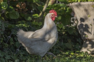 White hen explores a green garden in the evening sun. She approaches plants and flowers and creates
