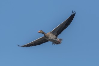 A greylag goose (Anser anser) hung in the clear sky with its wings outstretched and moved slowly