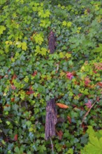 Photograph of a branch partially overgrown with ivy in autumn, Neustadt am Rübenberge, Lower