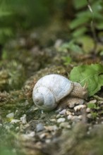 Photograph of a white snail (Gastropoda) on stony ground, Winnebach, San Candido, Val Pusteria,