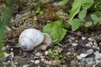 Photograph of a white snail (Gastropoda) on stony ground, Winnebach, San Candido, Val Pusteria,