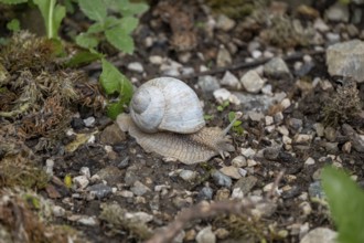 Photograph of a white snail (Gastropoda) on stony ground, Winnebach, San Candido, Val Pusteria,