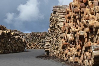 Enegie-Mann timber store in the Westerwald. The wood is processed into wood pellets, some of it