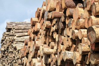 Enegie-Mann timber store in the Westerwald. The wood is processed into wood pellets, some of it