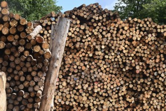 Enegie-Mann timber store in the Westerwald. The wood is processed into wood pellets, some of it