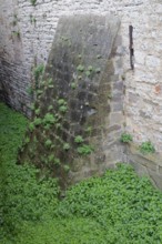 Stinging nettles shoot up in the moat, battlements, Comburg, Benedictine monastery, Middle Ages,
