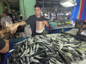 Vendor, Market, Market stall, Fish, San Carlos, Negros Occidental, Philippines
