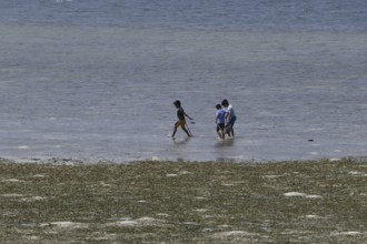 Children searching for shells and crabs on the reef top at low tide, Negros Occidental, Philippines