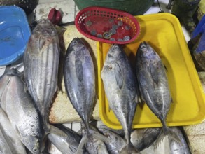 Market, market stall, fish, fresh tuna, San Carlos, Negros Occidental, Philippines