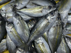 Market, market stall, fish, fresh sardines, San Carlos, Negros Occidental, Philippines