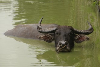 Water buffalo, Agriculture, Negros Occidental, Philippines