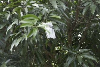 Mango tree, agriculture, ripe fruits are protected with paper against animals, Negros Occidental,