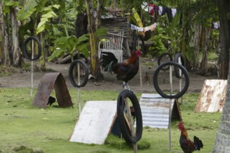 Cockfighting, breeding farm for fighting cocks, Negros Occidental, Philippines
