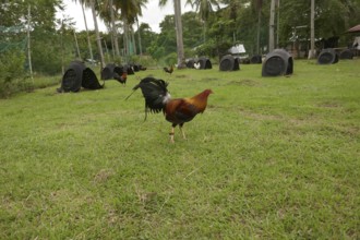 Cockfighting, breeding farm for fighting cocks, Negros Occidental, Philippines
