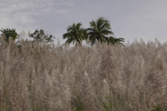 Sugar cane, harvest, sugar, sugar cane cultivation, field, agriculture, food production, Negros