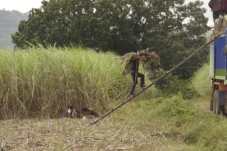 Worker loading a lorry with sugar cane, agricultural worker, harvest, sugar, sugar cane