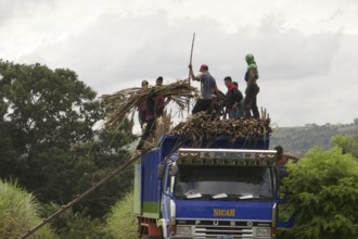 Worker loading a lorry with sugar cane, agricultural worker, harvest, sugar, sugar cane
