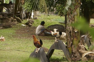 Cockfighting, breeding farm for fighting cocks, Negros Occidental, Philippines