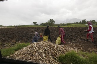 Four workers filling sacks with sugar cane, agricultural worker, harvest, sugar, sugar cane