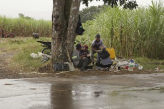 Sugar cane, sugar, sugar cane cultivation, field, agriculture, food production, Negros Occidental,