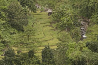 Rice fields, agriculture, food production, Negros Occidental, Philippines
