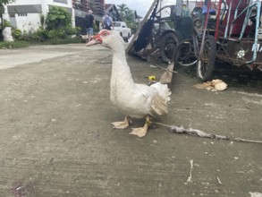 Market, market stall, duck, San Carlos, Negros Occidental, Philippines