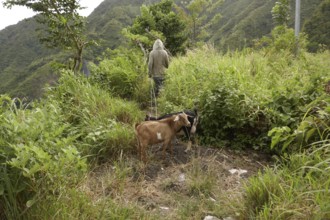 Baür with goats, farm labourer, field, agriculture, food production, Negros Occidental, Philippines