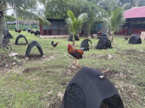 Cockfighting, breeding farm for fighting cocks, Negros Occidental, Philippines