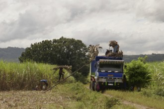 Worker loading a lorry with sugar cane, agricultural worker, harvest, sugar, sugar cane
