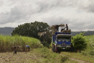 Worker loading a lorry with sugar cane, agricultural worker, harvest, sugar, sugar cane