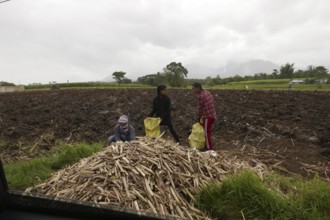Three workers filling sacks with sugar cane, agricultural worker, harvest, sugar, sugar cane