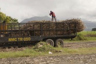 Worker loading a lorry with sugar cane, agricultural worker, harvest, sugar, sugar cane