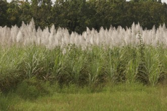 Sugar cane, harvest, sugar, sugar cane cultivation, field, agriculture, food production, Negros