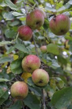 Apple variety, Boskoop, Boskop, apple, fruit, fruit variety, baked apple, food, foodstuffs,