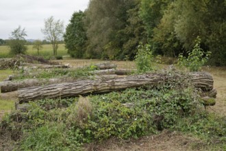Sprawling nettles, firewood, timber industry, forestry, Swabian-Franconian Forest nature park Park,