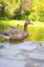 Two ducks swimming on a calm lake, surrounded by green nature and reflections, Munich, Germany