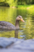 A duck swims on a calm lake, surrounded by green nature and reflections in the water, Munich,