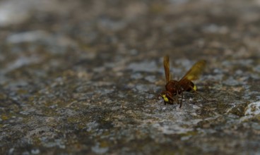 Hornet walking on a rock with spread wings, exploring its surroundings in ronda, malaga, spain