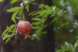 Ripe pomegranate hanging from a branch, surrounded by green leaves, in an orchard setting in ronda,