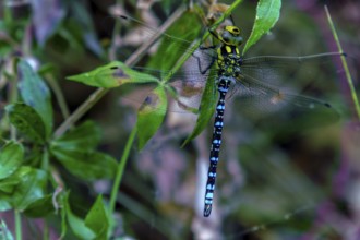 Close-up of a vibrant migrant hawker dragonfly clinging to a green leaf, showcasing its intricate