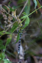 Southern hawker dragonfly perching on a green leaf in its natural habitat in ronda, malaga, spain