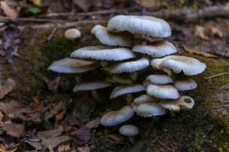 Porcelain mushrooms thrive on a mossy log, creating a captivating scene of natural beauty in a